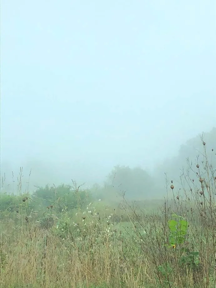 Morning mist over a meadow