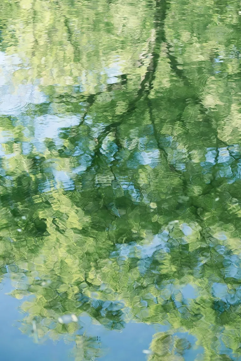 Reflections of greenery on still water