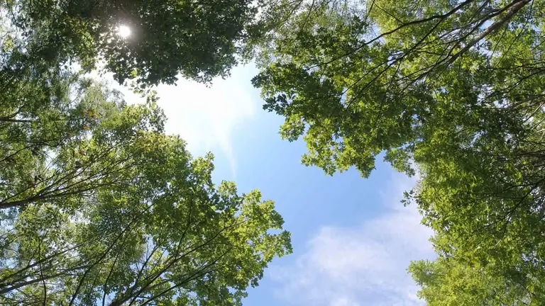 Tree canopy opening to the sky above Thomson Reserve